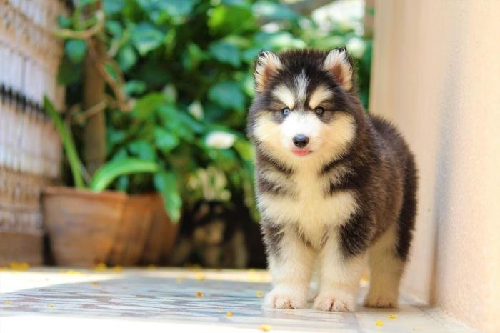 DogsIndia.com - Siberian Husky - Dr. Taranath