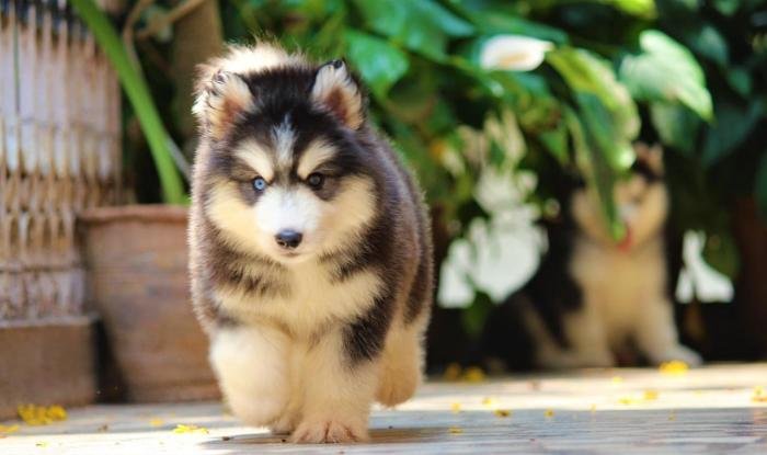 DogsIndia.com - Siberian Husky - Dr. Taranath