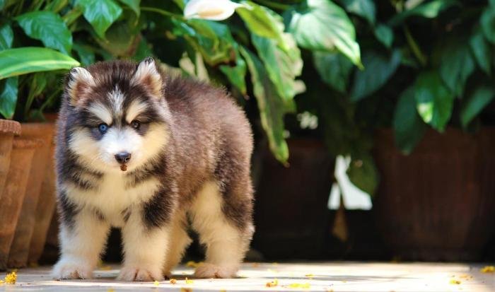 DogsIndia.com - Siberian Husky - Dr. Taranath