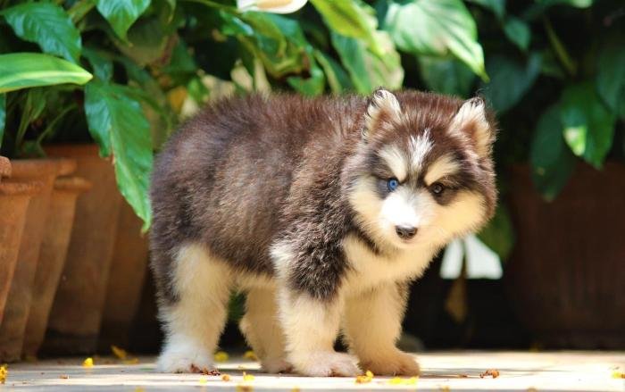 DogsIndia.com - Siberian Husky - Dr. Taranath