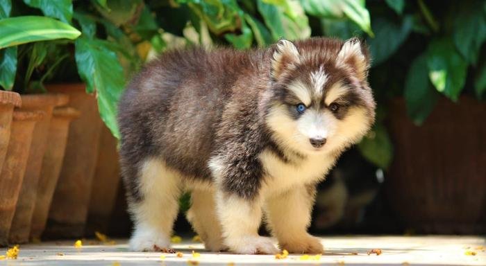 DogsIndia.com - Siberian Husky - Dr. Taranath