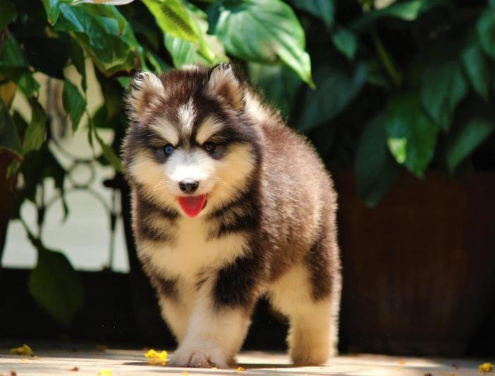 DogsIndia.com - Siberian Husky - Dr. Taranath