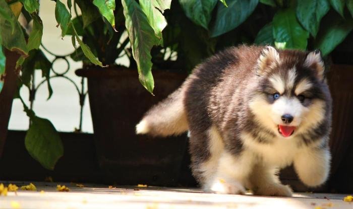 DogsIndia.com - Siberian Husky - Dr. Taranath