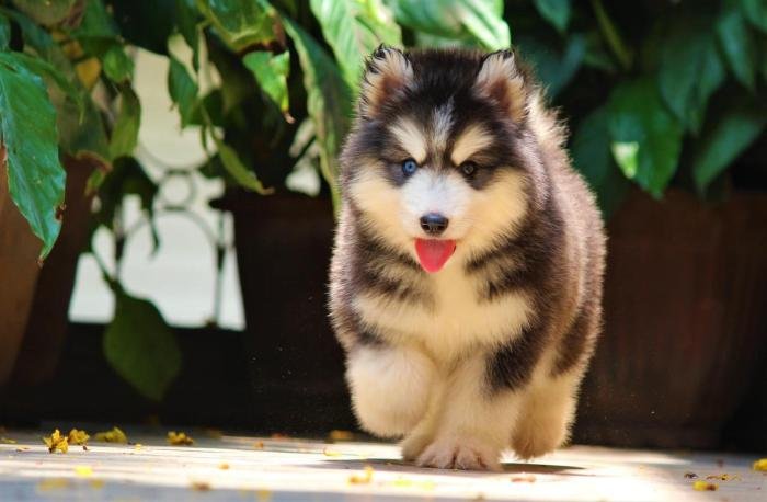 DogsIndia.com - Siberian Husky - Dr. Taranath