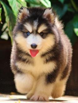 DogsIndia.com - Siberian Husky - Dr. Taranath