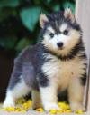 DogsIndia.com - Siberian Husky - Dr. Taranath
