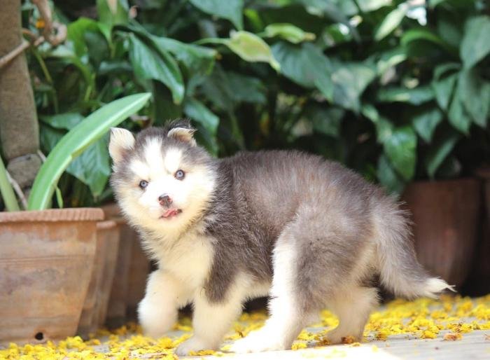 DogsIndia.com - Siberian Husky - Dr. Taranath
