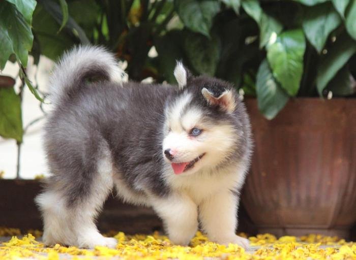 DogsIndia.com - Siberian Husky - Dr. Taranath
