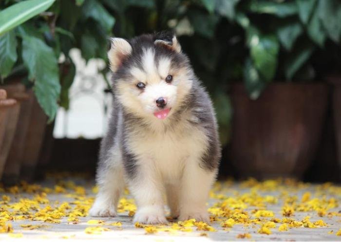 DogsIndia.com - Siberian Husky - Dr. Taranath