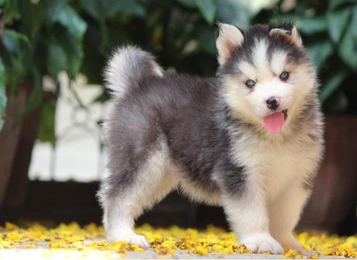 DogsIndia.com - Siberian Husky - Dr. Taranath