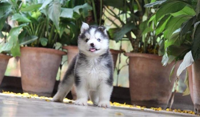 DogsIndia.com - Siberian Husky - Dr. Taranath