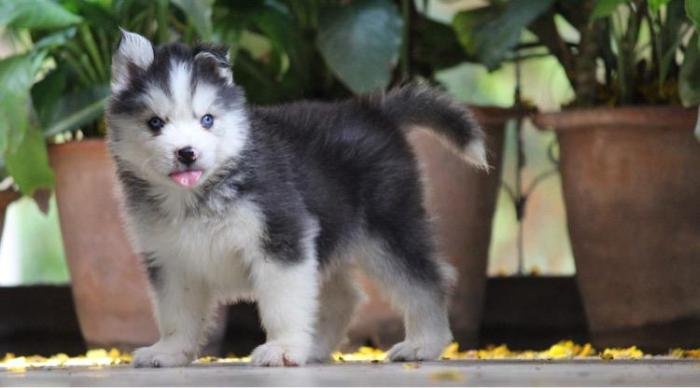 DogsIndia.com - Siberian Husky - Dr. Taranath