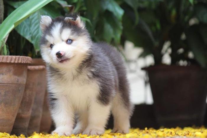 DogsIndia.com - Siberian Husky - Dr. Taranath