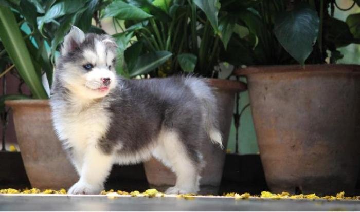 DogsIndia.com - Siberian Husky - Dr. Taranath