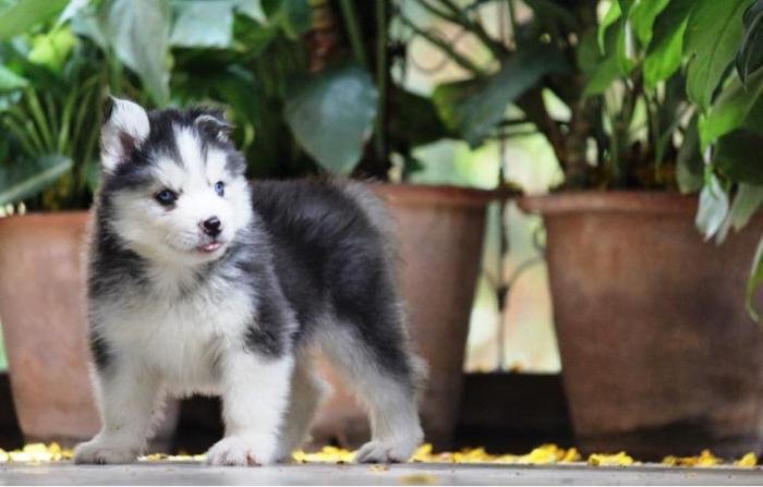 DogsIndia.com - Siberian Husky - Dr. Taranath