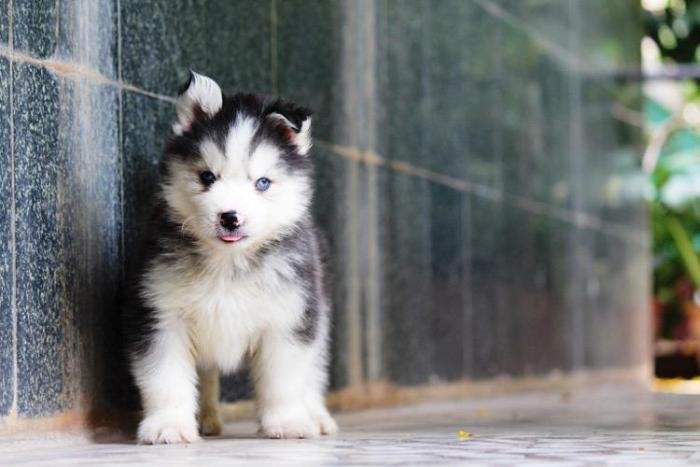DogsIndia.com - Siberian Husky - Dr. Taranath