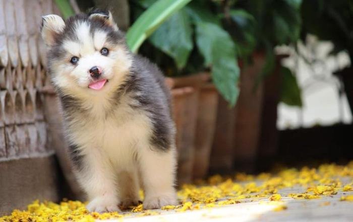 DogsIndia.com - Siberian Husky - Dr. Taranath