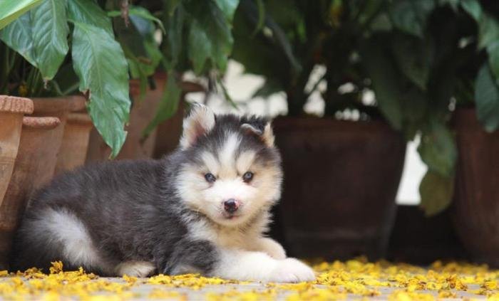 DogsIndia.com - Siberian Husky - Dr. Taranath