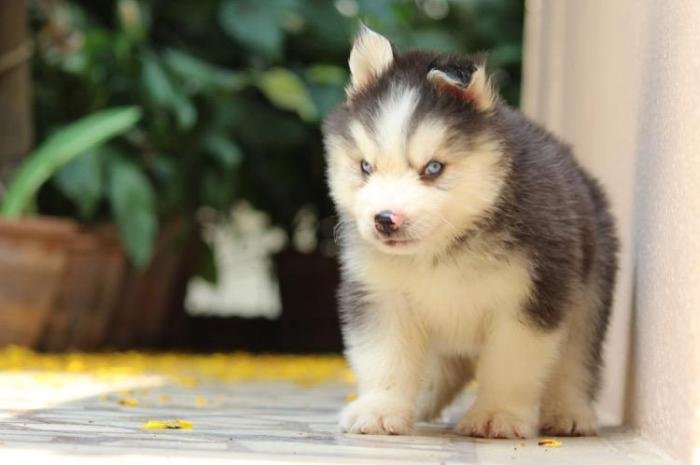 DogsIndia.com - Siberian Husky - Dr. Taranath