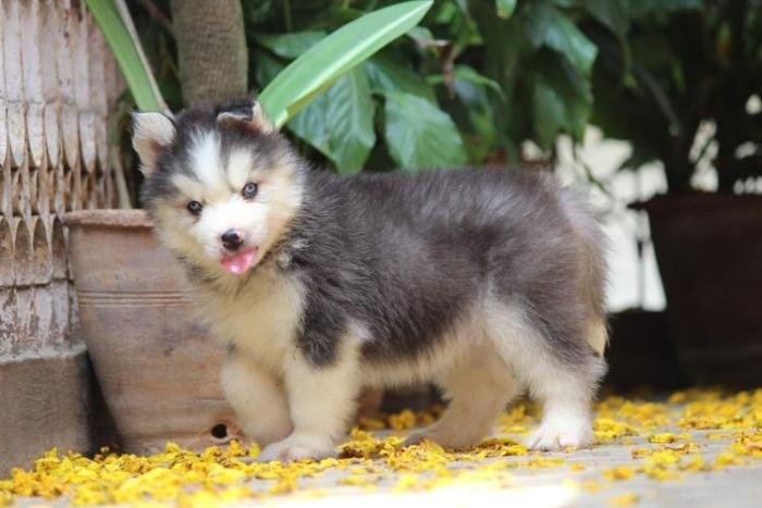 DogsIndia.com - Siberian Husky - Dr. Taranath