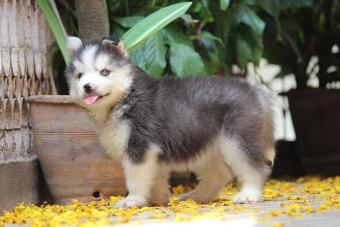 DogsIndia.com - Siberian Husky - Dr. Taranath