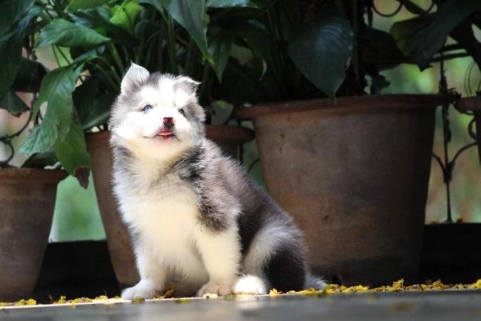 DogsIndia.com - Siberian Husky - Dr. Taranath