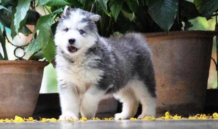 DogsIndia.com - Siberian Husky - Dr. Taranath