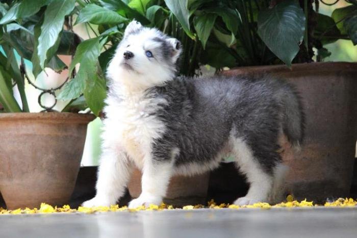 DogsIndia.com - Siberian Husky - Dr. Taranath