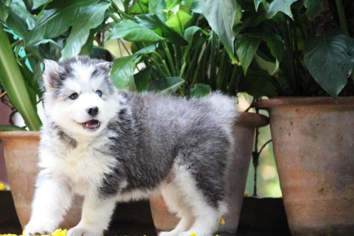 DogsIndia.com - Siberian Husky - Dr. Taranath