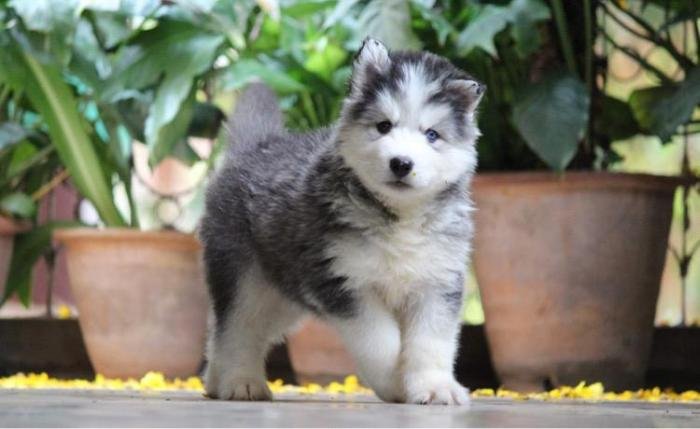 DogsIndia.com - Siberian Husky - Dr. Taranath