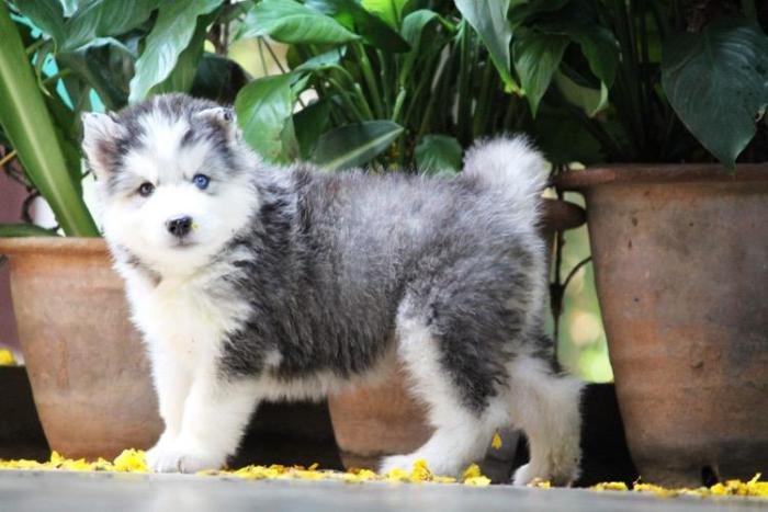 DogsIndia.com - Siberian Husky - Dr. Taranath