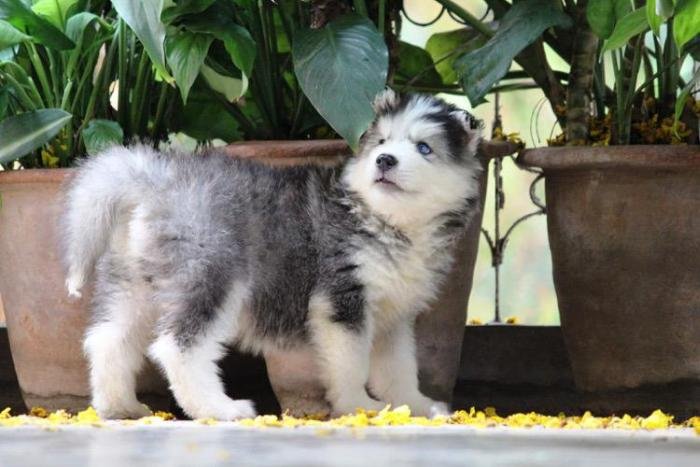DogsIndia.com - Siberian Husky - Dr. Taranath