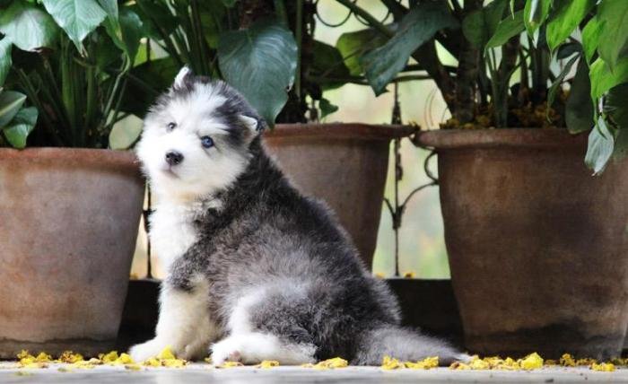 DogsIndia.com - Siberian Husky - Dr. Taranath