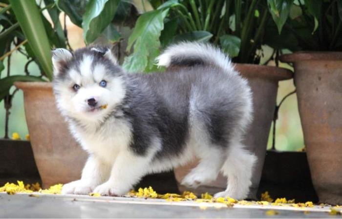 DogsIndia.com - Siberian Husky - Dr. Taranath