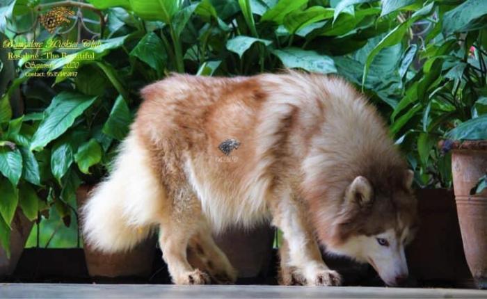 DogsIndia.com - Siberian Husky - Dr. Taranath