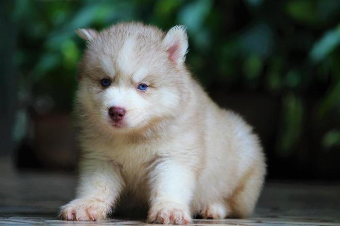 DogsIndia.com - Siberian Husky - Dr. Taranath
