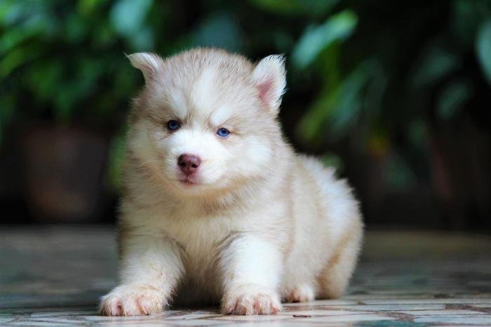 DogsIndia.com - Siberian Husky - Dr. Taranath