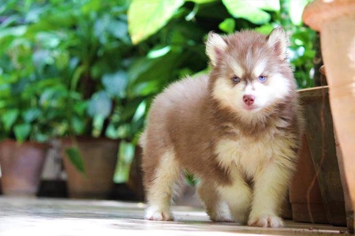 DogsIndia.com - Siberian Husky - Dr. Taranath
