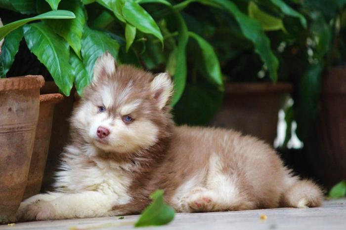 DogsIndia.com - Siberian Husky - Dr. Taranath
