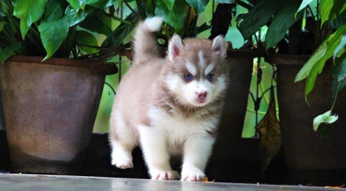 DogsIndia.com - Siberian Husky - Dr. Taranath