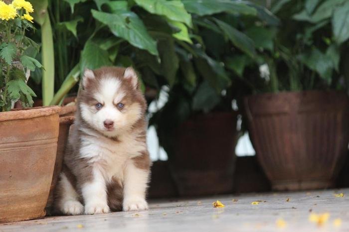 DogsIndia.com - Siberian Husky - Dr. Taranath