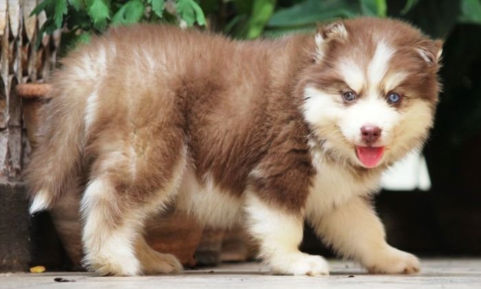 DogsIndia.com - Siberian Husky - Dr. Taranath