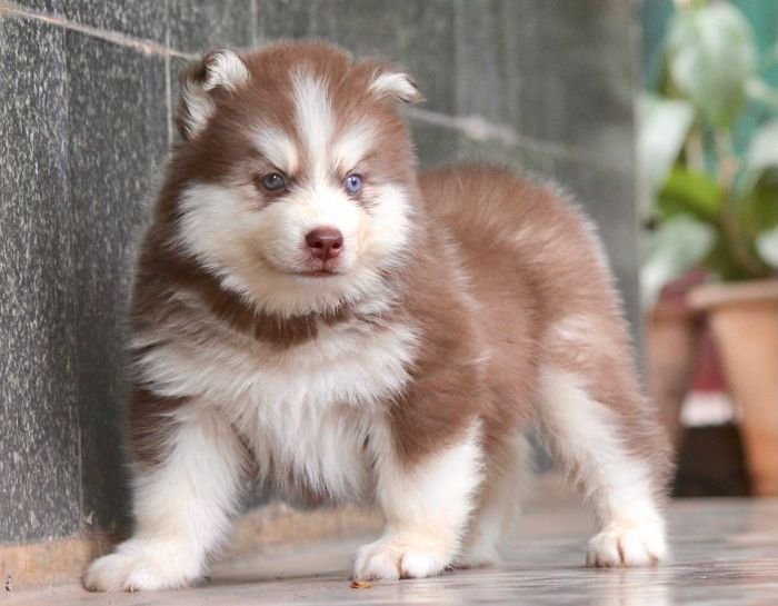 DogsIndia.com - Siberian Husky - Dr. Taranath