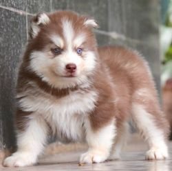 DogsIndia.com - Siberian Husky - Dr. Taranath