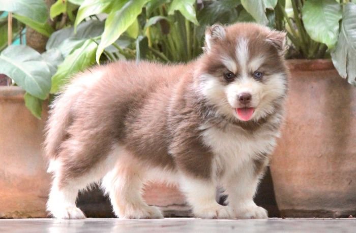 DogsIndia.com - Siberian Husky - Dr. Taranath