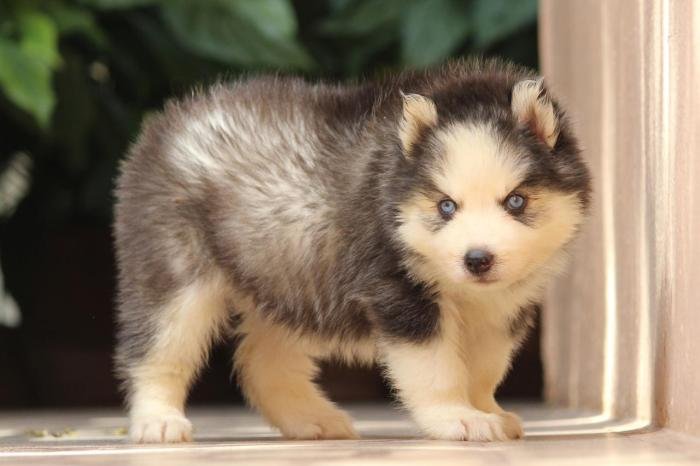 DogsIndia.com - Siberian Husky - Dr. Taranath