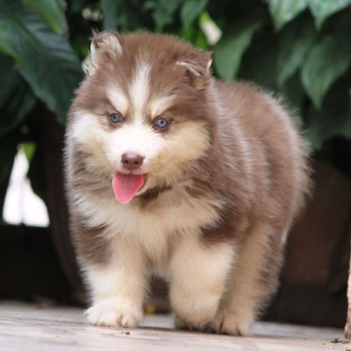 DogsIndia.com - Siberian Husky - Dr. Taranath