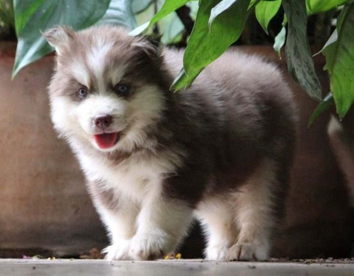 DogsIndia.com - Siberian Husky - Dr. Taranath