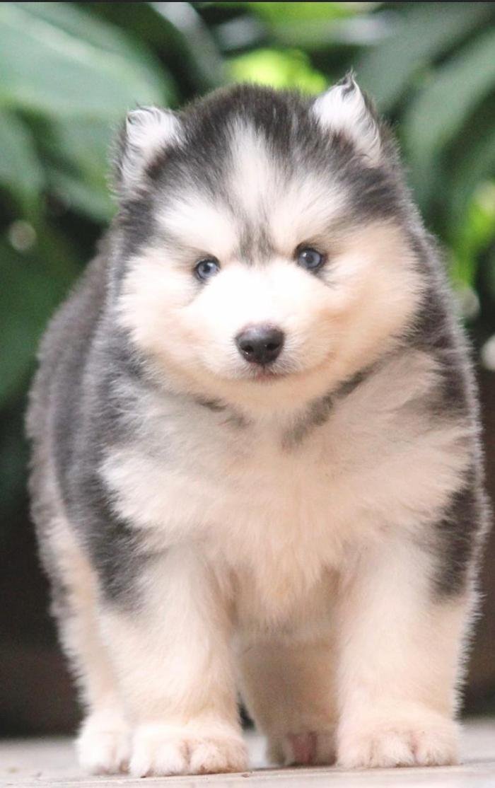 DogsIndia.com - Siberian Husky - Dr. Taranath