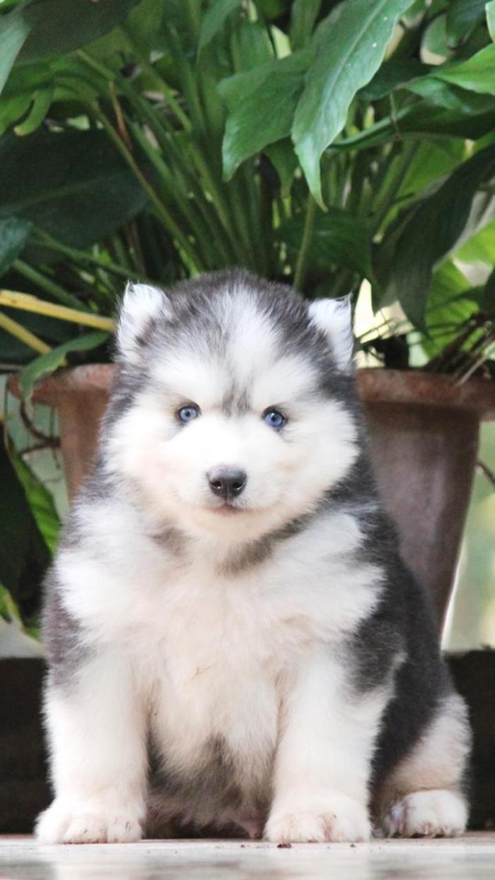 DogsIndia.com - Siberian Husky - Dr. Taranath
